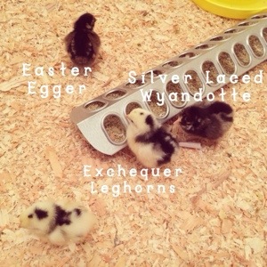 new baby chicks